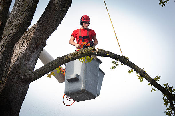 Best Emergency Tree Removal  in Choccolocco, AL