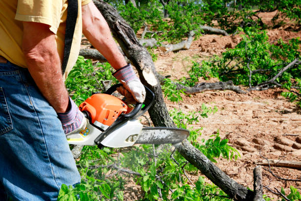 How Our Tree Care Process Works  in  Choccolocco, AL